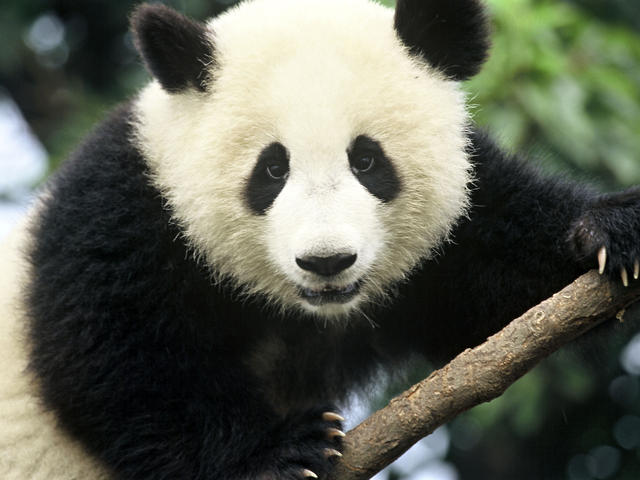 panda