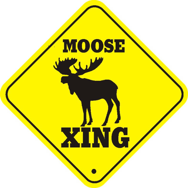 moose