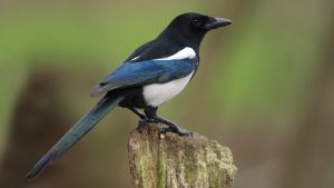 image shows a magpie