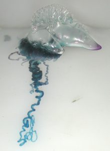 image shows a portugeuse man o war jellyfish