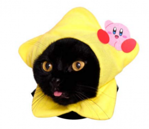 image shows a cat in a hat