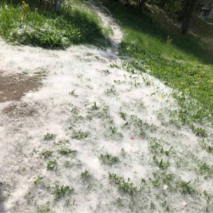 image shows pollen on ground