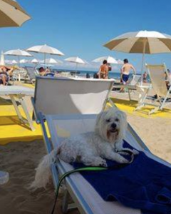 image shows dog at the beach