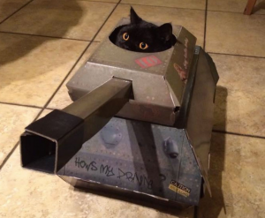 image shows cat in a cardboard tank