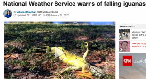 image shows news story of iguanas raining from sky