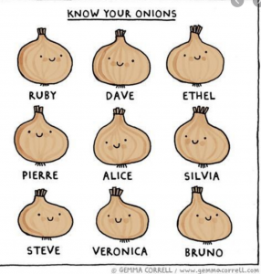 image shows illustration of onions with different names