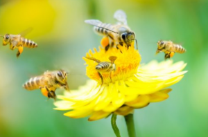 image shows a swarm of bees on a flower