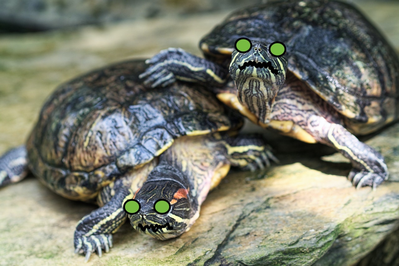 image shows two diseased turtles