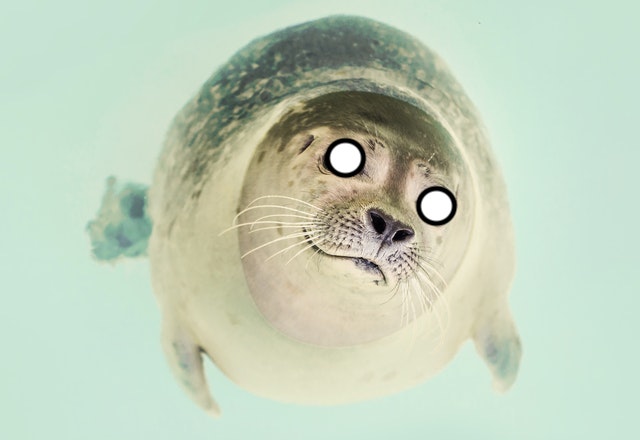 image shows a spooky seal