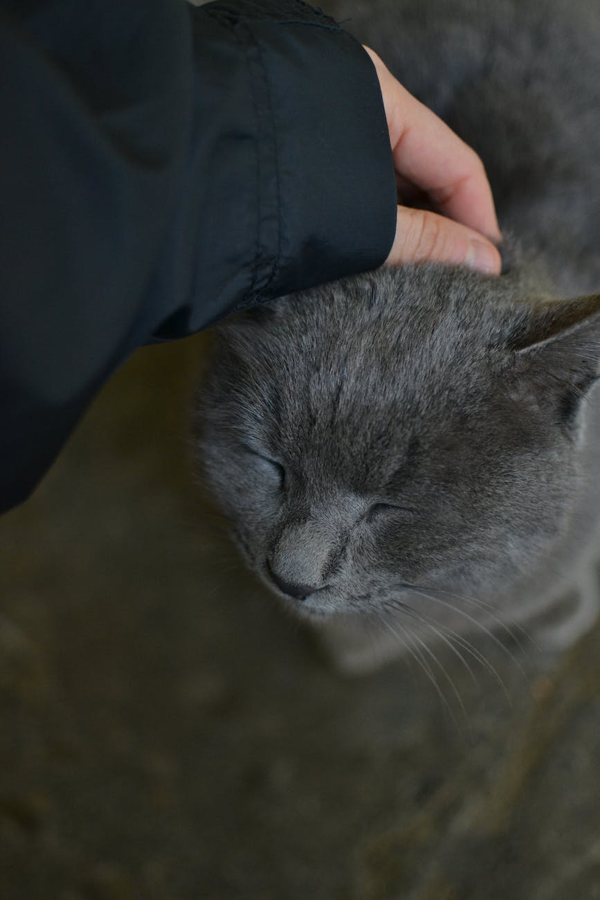 Image of a cat being petted.