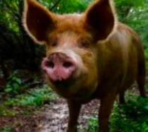 image shows a pig