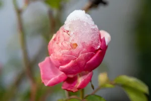 image shows Valentine's rose in snow