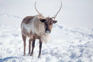 image shows a reindeer