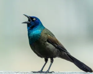 image shows a bird singing