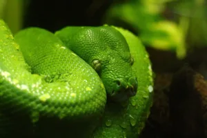 image shows a green snake