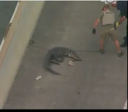 image shows alligator on the freeway